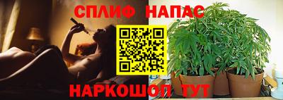 молекула духа Кингисепп